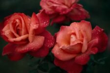 The Benefits of Rose Water in Cosmetics & Skincare