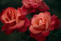 The Benefits of Rose Water in Cosmetics & Skincare